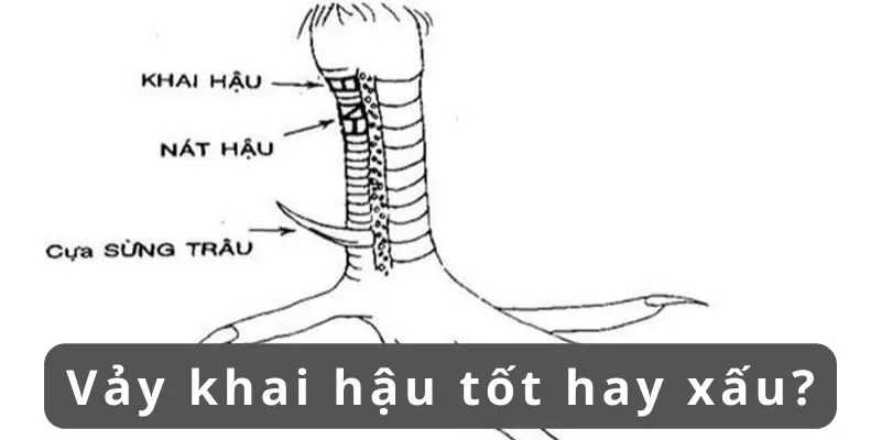 Vảy khai hậu tốt hay xấu và những điều cần biết khi cá độ 2 vay-khai-hau-tot-hay-xau